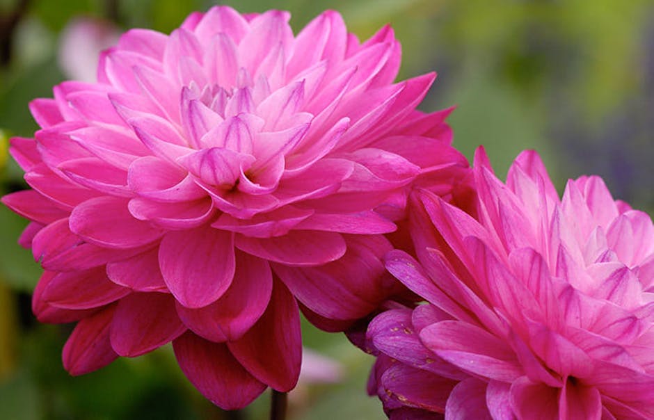 All About The Dahlia Eastern Floral Grand Rapids