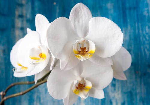 A cluster of white orchids in sharp contrast against a navy blue wall