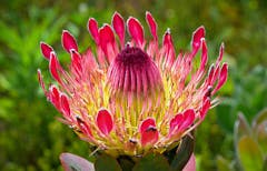 An opening queen protea, lush with reds, pinks and yellows