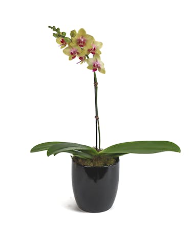 Single Stem Mini Phalaenopsis Orchid