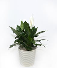 Peace Lily in Ceramic