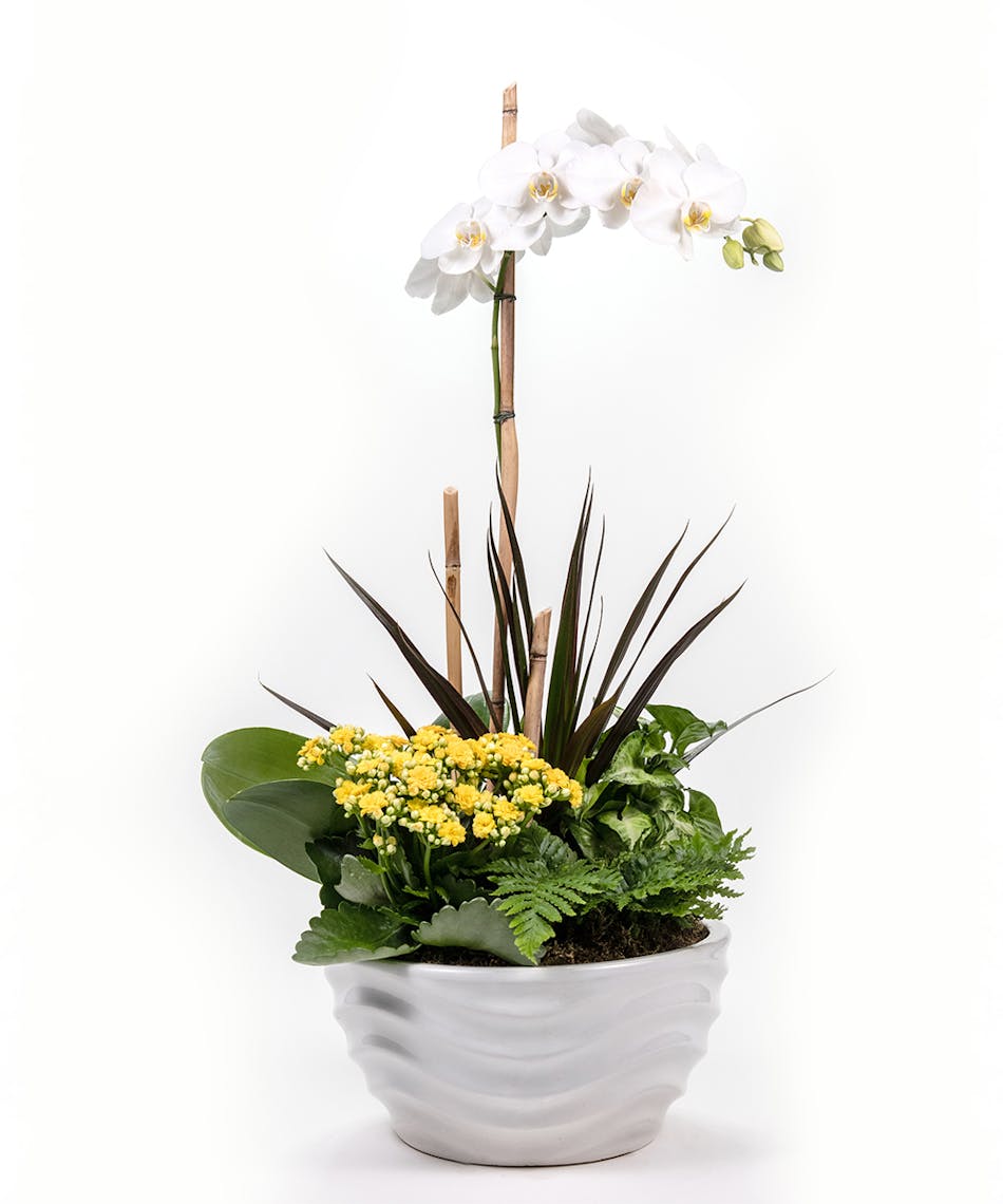 Plants-Eastern Floral-Gift Delivery in Grand Rapids ...