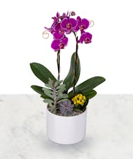 Color Pop Orchid Planter
