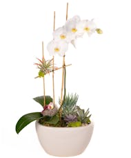 Mother Earth Orchid Succulent Planter