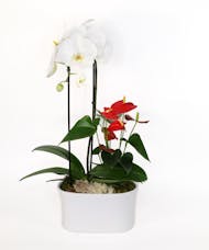 Modern Elegance Orchid Planter