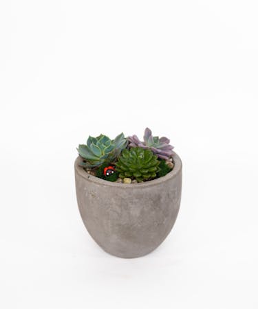 Simply Sweet Succulent Planter