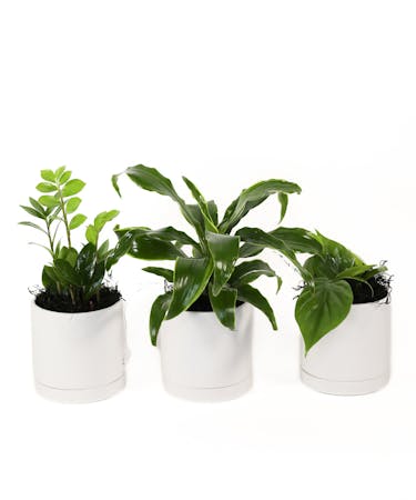 Easy Growing Plant Trio