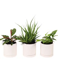 Trendy Plant Trio