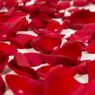 Xo Romantic Rose Petals