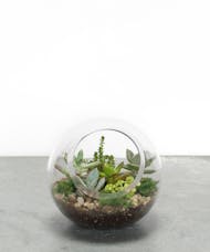 Lil' Succulent Terrarium