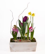 Sweet Spring Boxed Bulb Garden