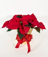 Poinsettia in Foil with Bow