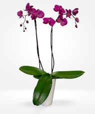 Double Stem Phalaenopsis Orchid Plant