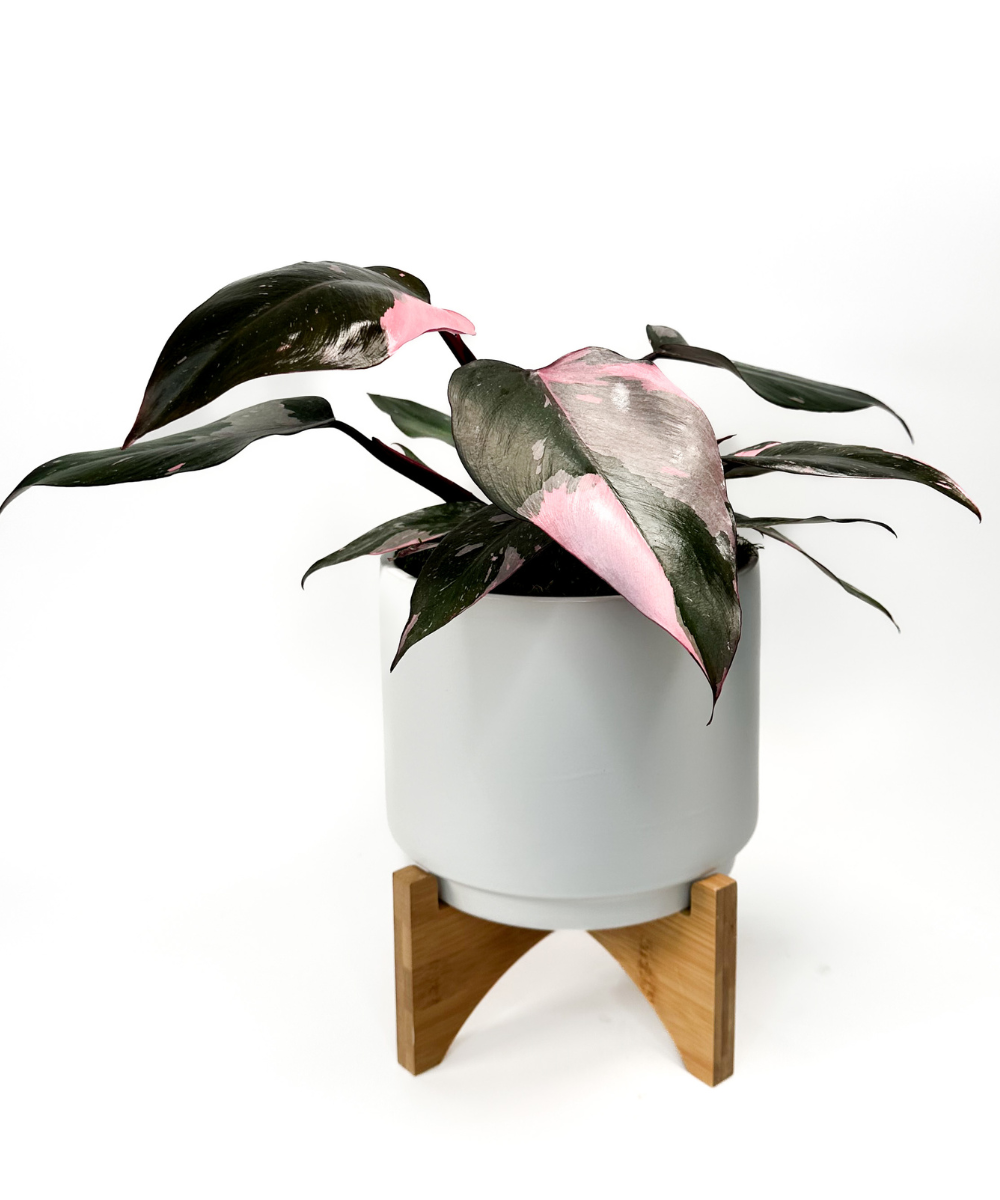 Pink Princess Philodendron Plant Grand Rapids Plant Delivery