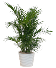 Green Plants with Same-day Delivery | Eastern Floral